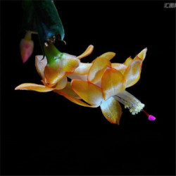 盆栽蟹爪兰苗室内四季开花绿植花卉可嫁接盆栽 精品1-1花色 精品19-24棵