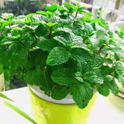 0719 室内柠檬猫薄荷种子 2000粒