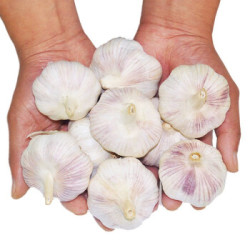 龙烜 大蒜头 多瓣蒜 500g