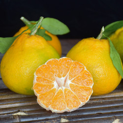 头茬不知火丑橘5斤中大果 单果约70-90mm 果园直采 水果新鲜发货