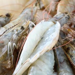 渔乐厨房 活冻马来西亚白虾400g（特大号）海鲜水产 火锅（预定低价，订金可抵28） *5件