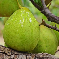 梨小二青鸭梨脆甜多汁