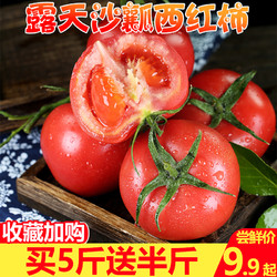 现摘普罗旺斯沙瓤西红柿5斤新鲜 自然熟番茄蔬菜 当季 整箱包邮