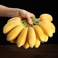 约巢苹果蕉小米蕉新鲜水果香蕉水果批发香蕉批发 9斤净重小米蕉