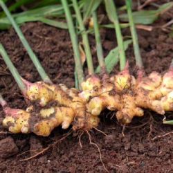 现货小黄姜云南嫩仔姜1斤