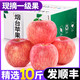 山东烟台红富士苹果水果新鲜带箱脆甜当季一级整箱10吃货斤丑包邮