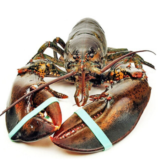 御鲜之王 加拿大波士顿龙虾鲜活海鲜水产大虾 3000g/只（6斤） 大龙虾1只
