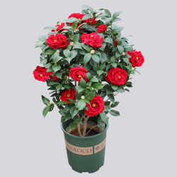 茶花盆栽 香妃茶花树苗盆栽五色红赤丹山茶花苗阳台庭院绿植浓香耐寒带花苞多少钱 什么值得买