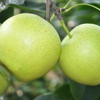 砀宁果品 砀山酥梨绿宝石皇冠梨 5斤