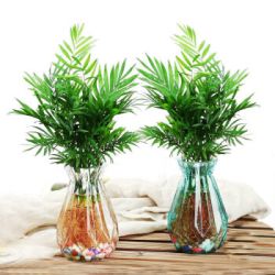 锻府御恭驱蚊竹水培植物6颗竹送肥料