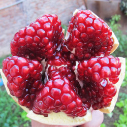 疆香果红甜大石榴5斤