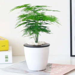 yahui 雅卉 绿植盆栽 懒人花盆 文竹 两盆装