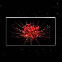  BOE/京东方 UHD BD Cell BD Cell技术 65寸UHD BD Cell电视  65英寸