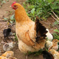 肌肉熊武 农家散养三黄鸡 720g