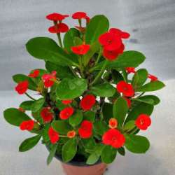 海棠花盆栽花卉观花植物室内花好养四季开花的花绿植铁海棠虎刺梅虎刺梅红色1盆不含盆 什么值得买