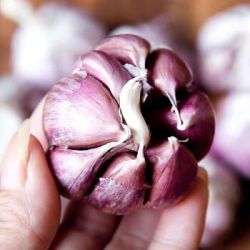 约巢 云南紫皮大蒜头香蒜头新鲜干蒜 精选小果 3斤