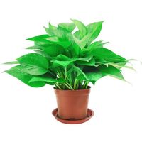 移动专享：SIBAOLU 斯宝路 绿萝盆栽植物 绿萝+底盘