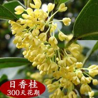 移动专享：SIBAOLU/斯宝路 桂花树苗 金桂 2年（特香型）