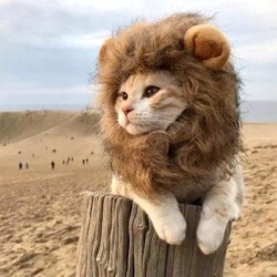 咪贝萌 猫咪个性狮子头套