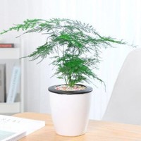 雅卉 桌面植物文竹盆栽 2盆装