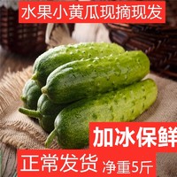 佑嘉木 水果小黄瓜/东北旱黄瓜  5斤