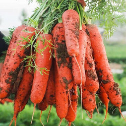 红萝卜新鲜农家自种带泥土胡萝卜红心生吃脆甜可口 现挖5斤装