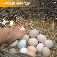 对面小城 新鲜土鸡蛋 生鲜农家散养当日现捡笨鸡蛋柴鸡蛋草鸡蛋喜蛋 40枚