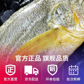 喵小二 新鲜活冻黄花鱼海鲜水产 300-400g 1条  冷冻大黄鱼