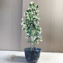 庭院阳台茉莉浓香花卉 70cm（ 满树爆花+原盆）