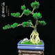 移动专享：雀舌黄杨盆景树 15-20cm