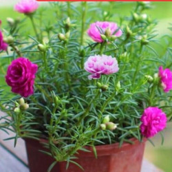 重瓣太阳花盆栽 40支太阳花苗 不带根 多少钱 什么值得买