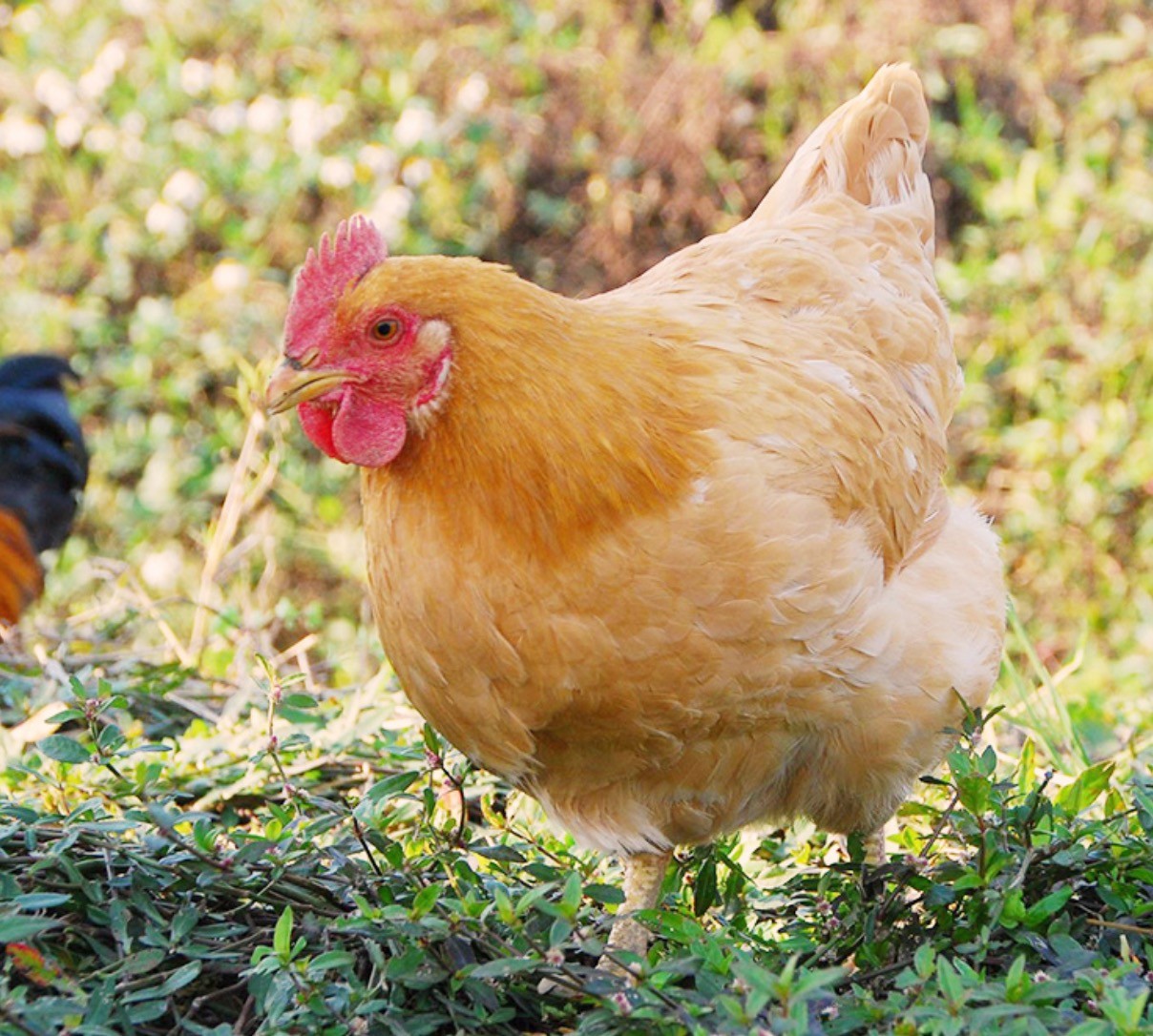 壹莘优品农家三黄鸡净重850g2件