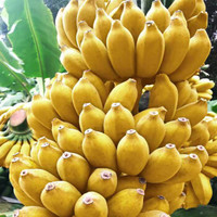 新鲜小米蕉10斤整箱香蕉banana当季水果应季批发净重9斤现砍现发需自己催熟