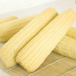 甜糯玉米棒玉米东北黏粘玉米10根黄玉米新鲜真空袋装 白糯玉米10根