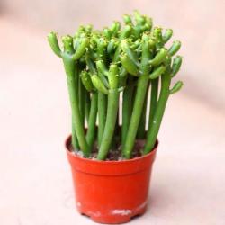 jiamen甲门多肉发财棍原盆栽好1盆