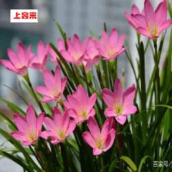 上客来风雨兰种球重瓣韭兰葱兰花苗庭院花坛四季花卉绿植盆栽种球多少钱 什么值得买