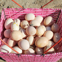 农家散养优质土鸡蛋 新鲜现捡 30枚