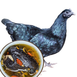 现杀400天云南盐津乌骨鸡乌鸡老母鸡净重22斤起黑鸡3件