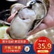 乳山生蚝 鲜活海蛎子 5斤整箱装XL号 70-90g（22-33个）