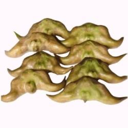 润荠汇 新鲜菱角 5斤装
