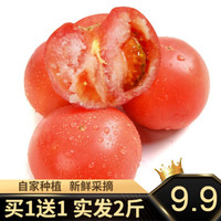 沙瓤西红柿番茄  500g *2件