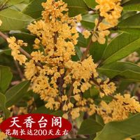 移动专享：SIBAOLU 斯宝路 桂花树苗 金桂 2年（特香型）