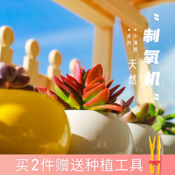 呆萌妞 多肉植物盆栽 多款可选