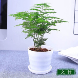 侈放 室内绿植物盆栽（文竹3盆）