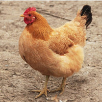  肌肉熊武 土鸡三黄鸡 约620克/只