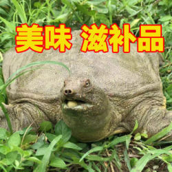鲜活甲鱼 2只