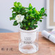 移动专享：FOLOMODO 栀子花盆栽+吸水透明盆