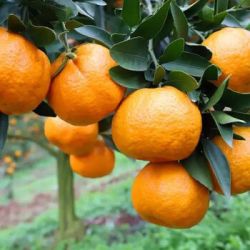 湖北三峡椪柑超甜芦柑新鲜水果实惠装净重9斤