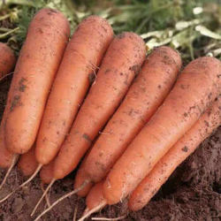 约巢农家新鲜胡萝卜红萝卜可榨汁蔬菜清脆甘甜非水洗沙地萝卜5/10斤 胡萝卜5斤
