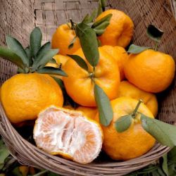 湖北三峡椪柑超甜芦柑新鲜水果精选装大果爆甜强烈